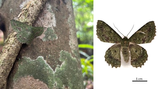 Researchers observe a rare emerald moth camouflaging itself with forest lichen